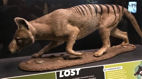 Thylacine .